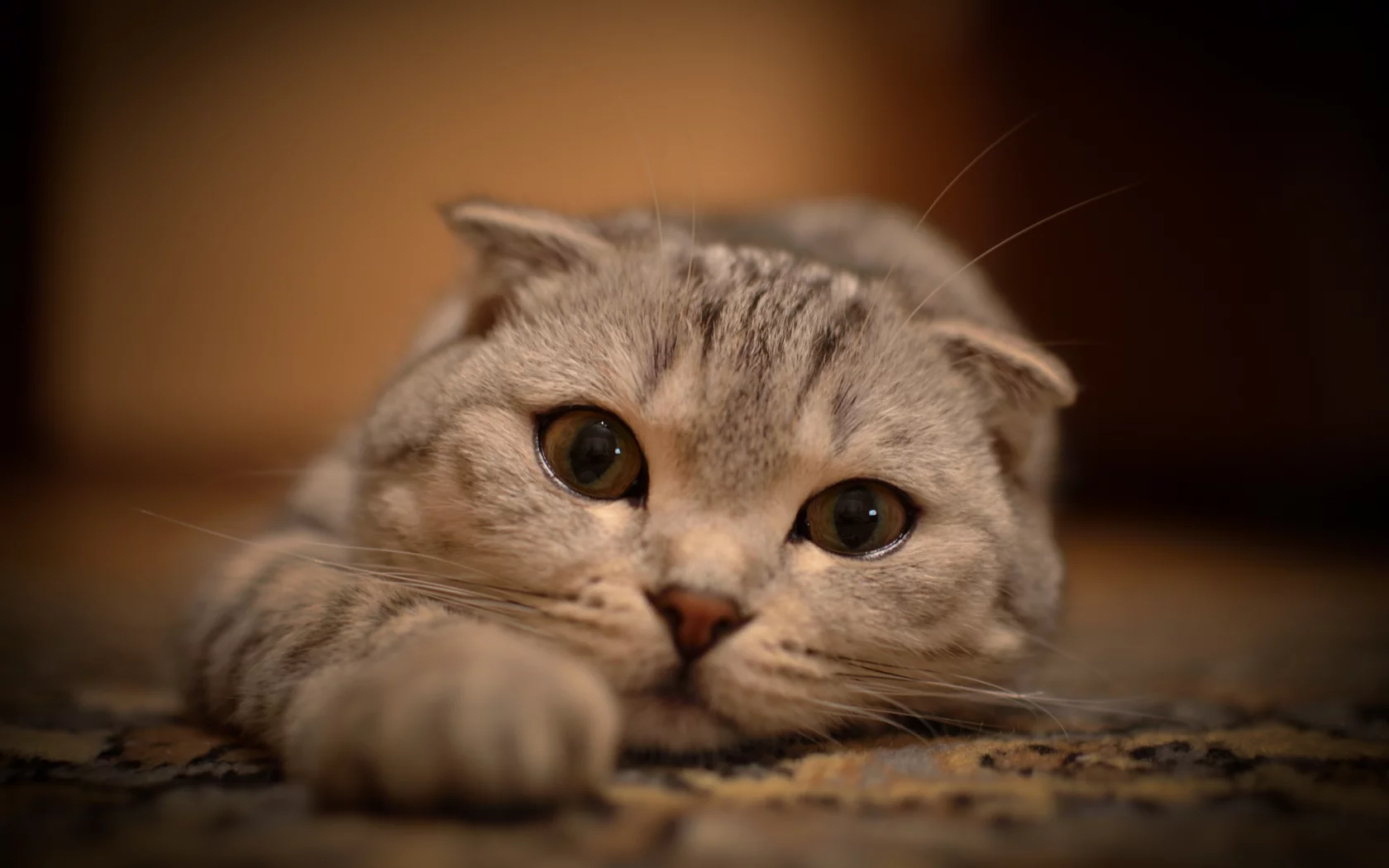 кошка, вытянулась, кот, взгляд, лежит, глаза, усы