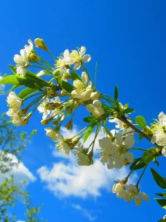 ветка, весна, цветение, blossom, вишня
