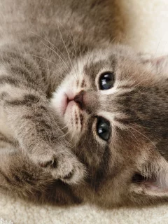 смотрит, лежит, котенок, серый, кошка, одеяло, лапки
