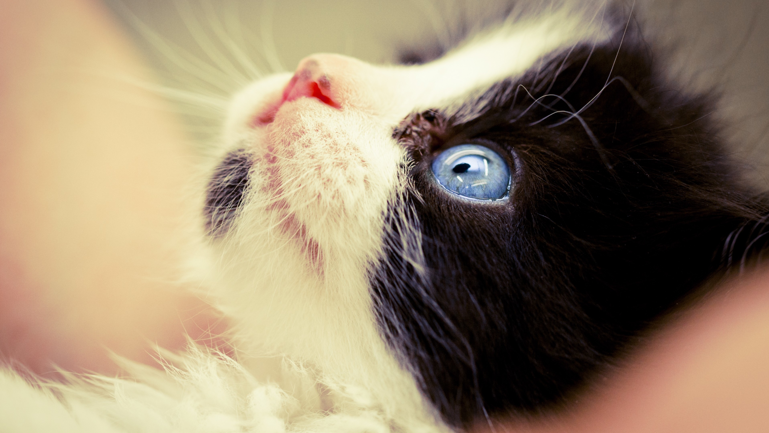 Черно белые коты с голубыми глазами