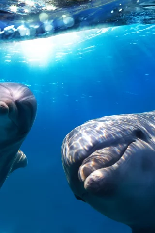 вода, взгляды, солнце, дельфины, море