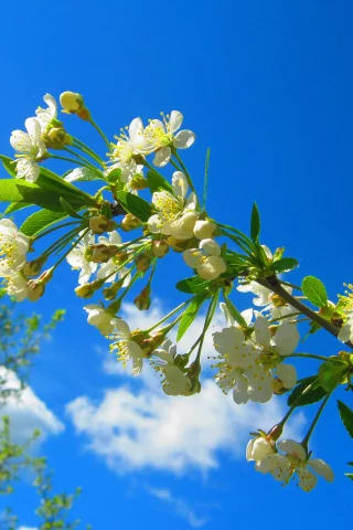 ветка, весна, цветение, blossom, вишня