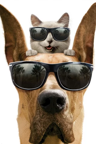 кот, собака, мармадюк, белый фон, marmaduke, дог, улыбка, очки