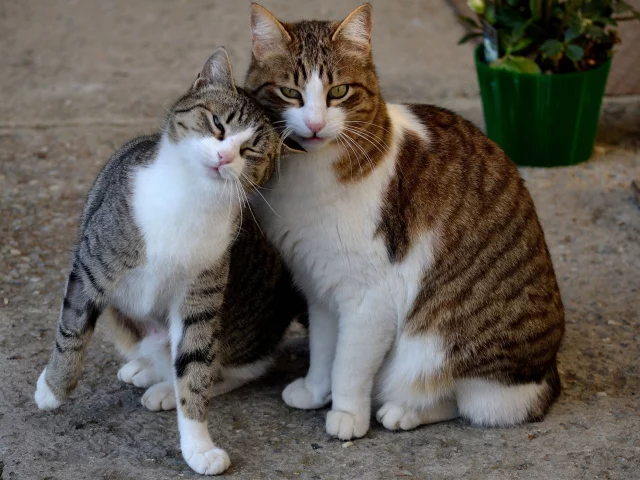 улица, пары, горшок, кошка, цветы, весна, кот