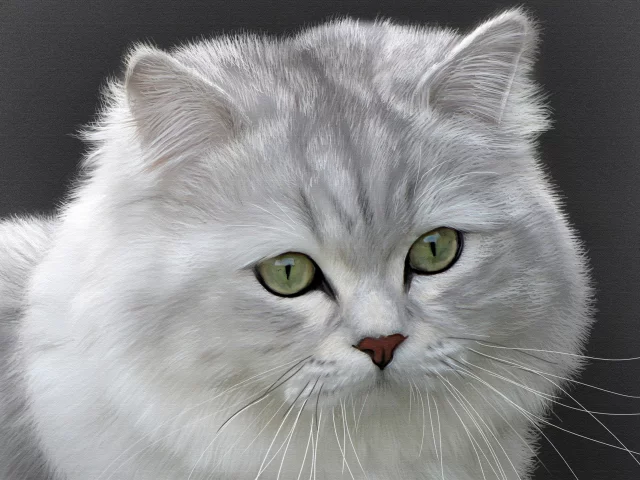 британская длинношерстная, кошка, кот