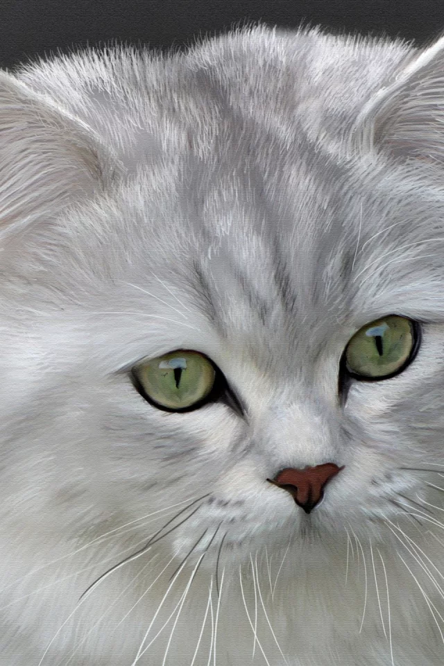британская длинношерстная, кошка, кот