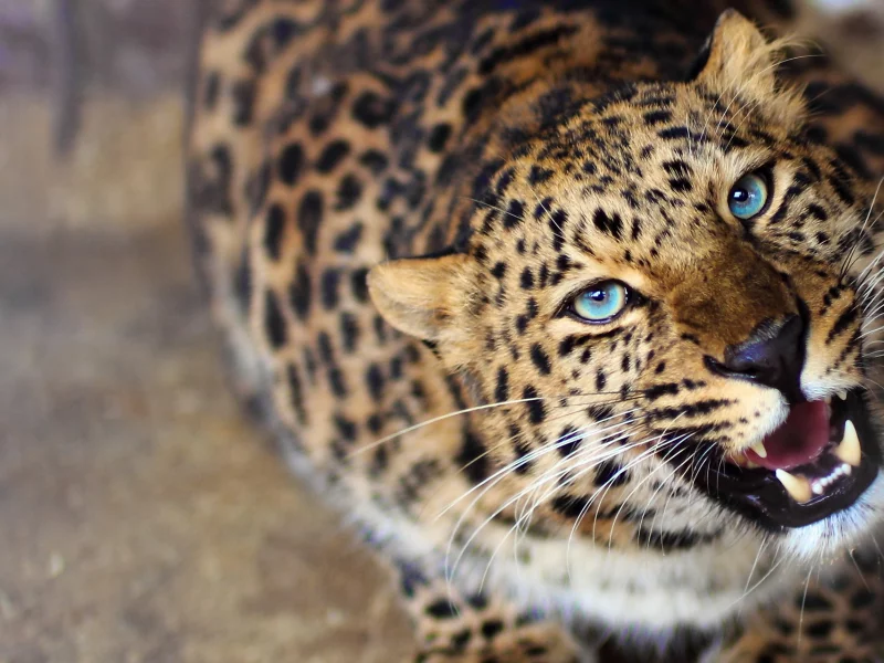 леопард, хищник, любопытство, морда, оскал, leopard