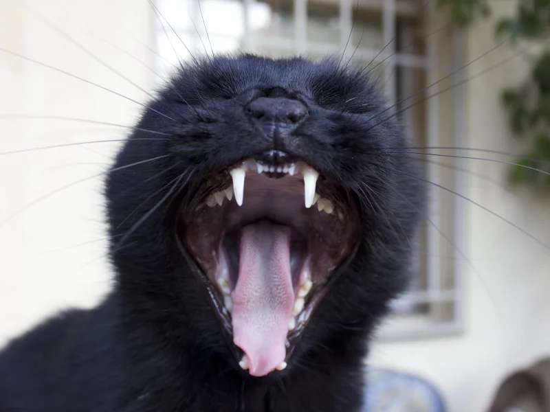 котяра, заразительно, гад, зевает