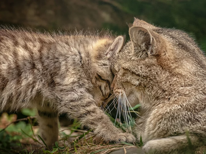 котёнок, ласка, дикая кошка, материнство