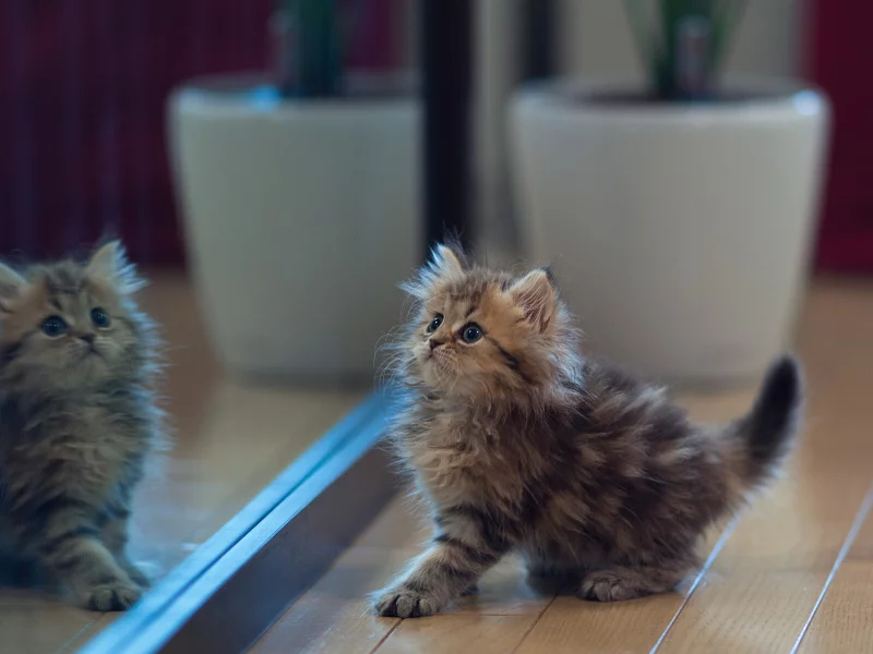 котенок, отражение, ben torode, daisy, benjamin torode, зеркало