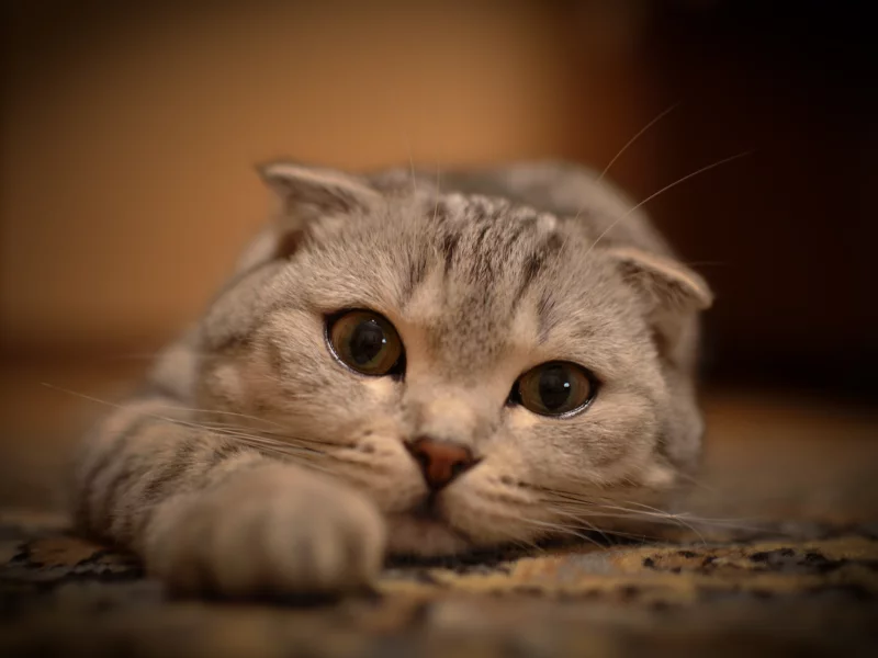 кошка, вытянулась, кот, взгляд, лежит, глаза, усы