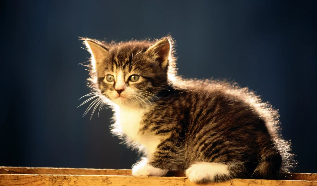 кошка, полосатый, серый котенок