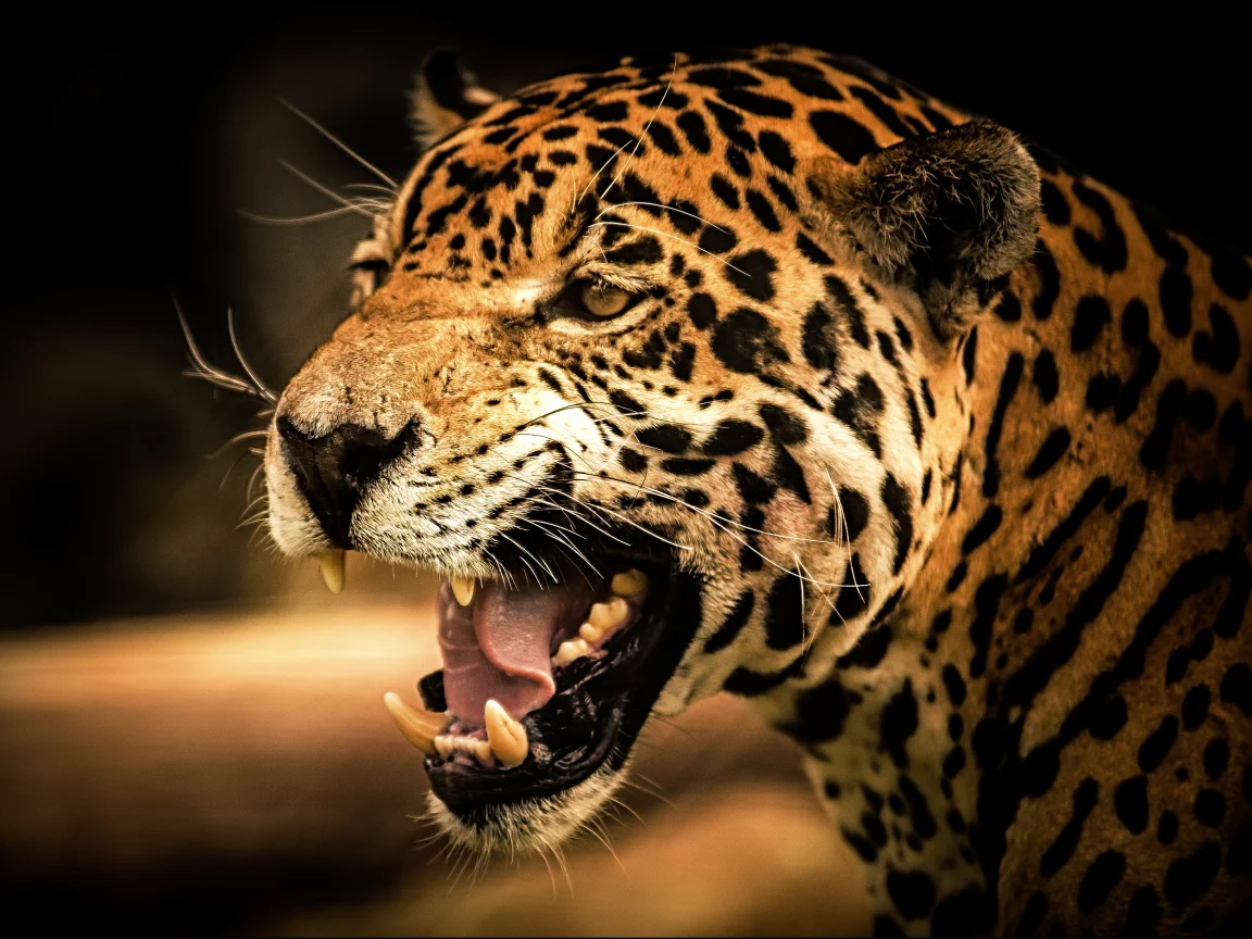 кошка, взгляд, predator, roar, view, cat, jaguar, дикая, рык, wild, ягуар