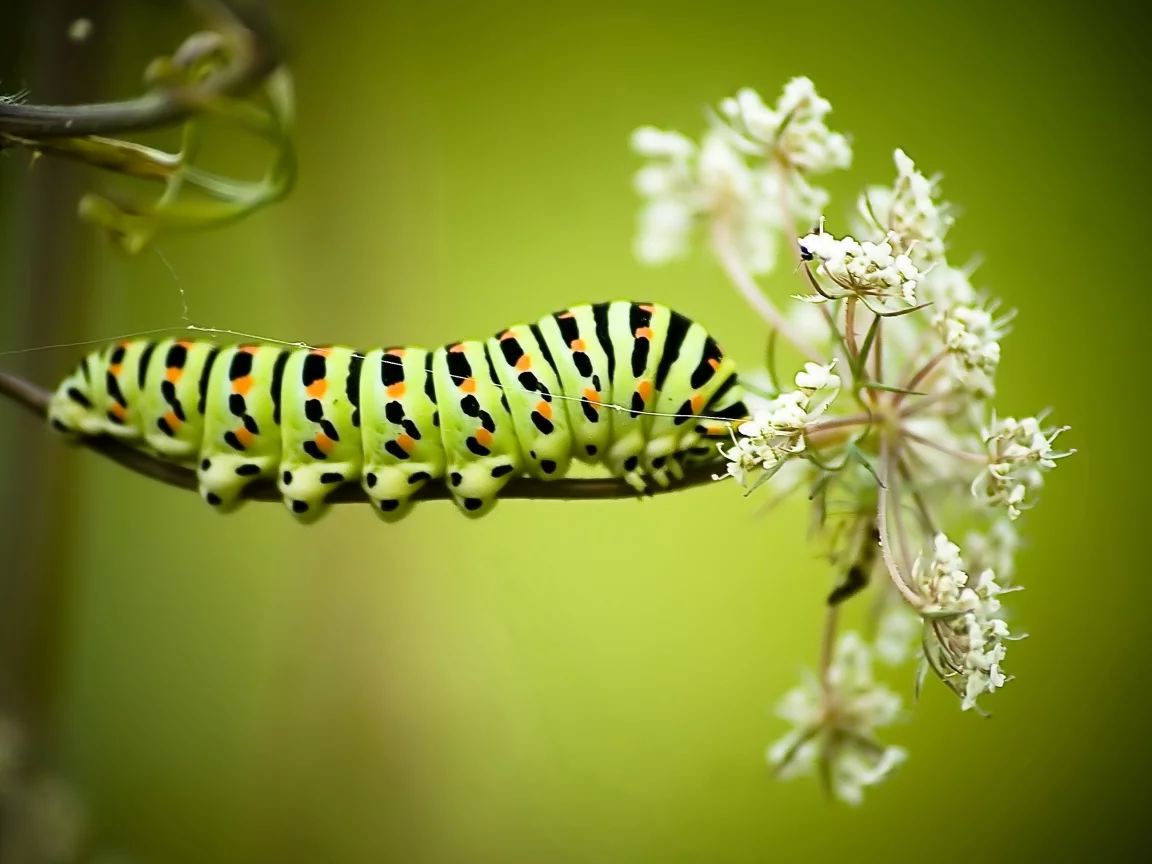 макро, гусеница, papilio machaon caterpillar, цветок