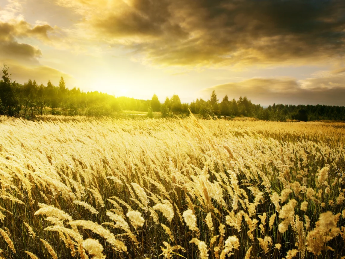 warm sunrise, пшеница, колоски, поле, рассвет, природа, золотые, небо