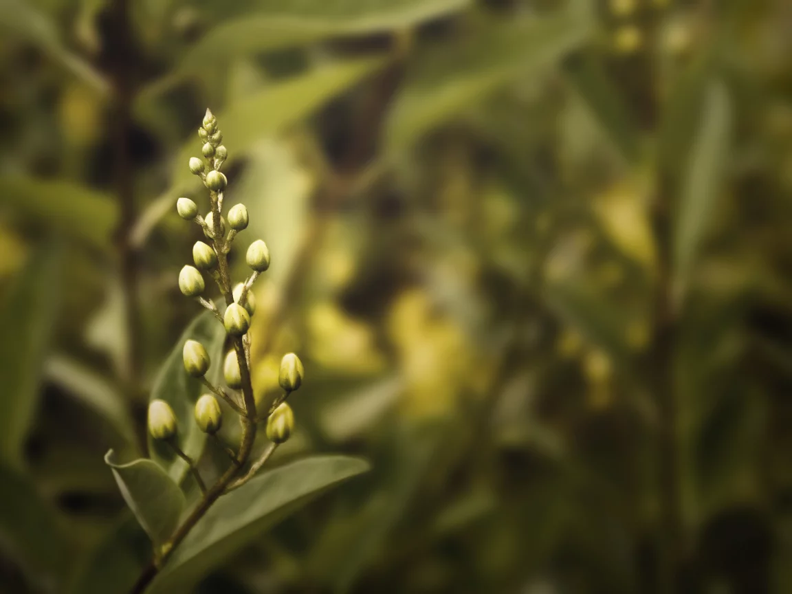лавр, цветы, лавровый, flowers, бутоны, кустарник, макро
