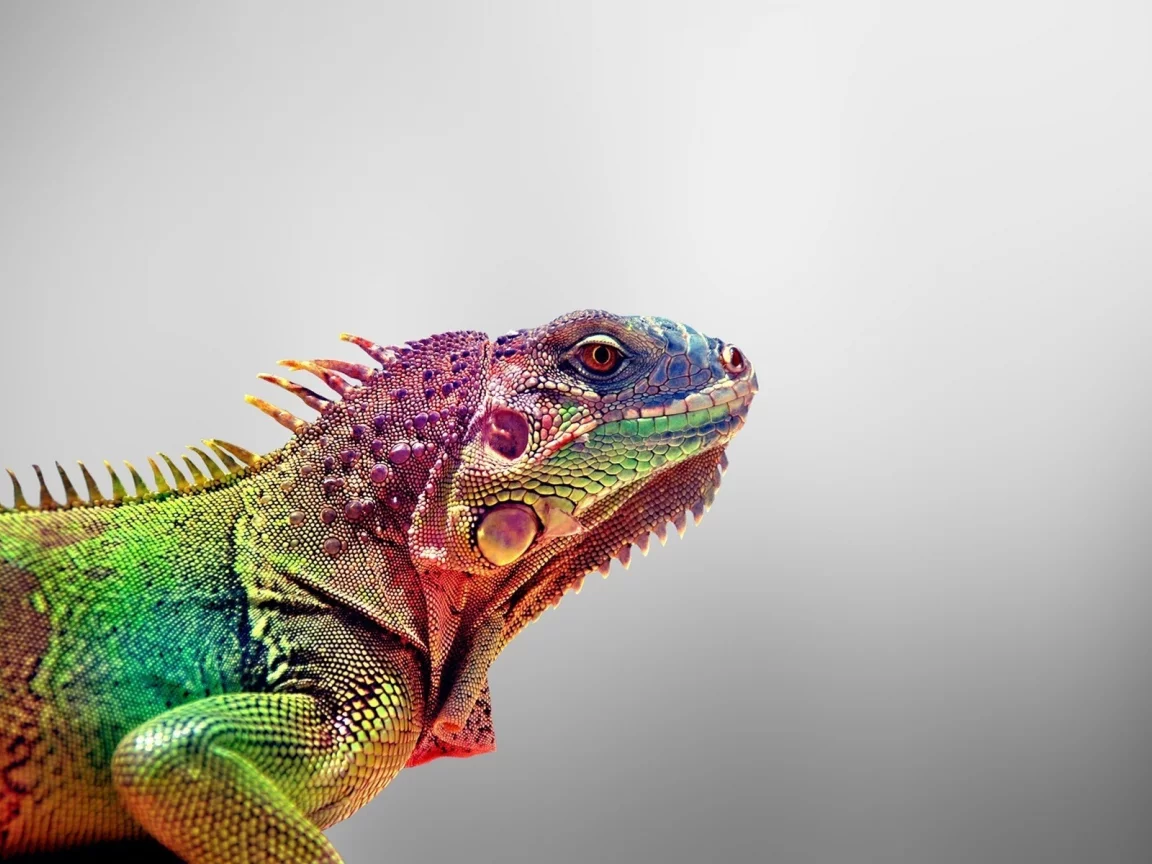 игауна, iguana, animals, ящерица, цвета