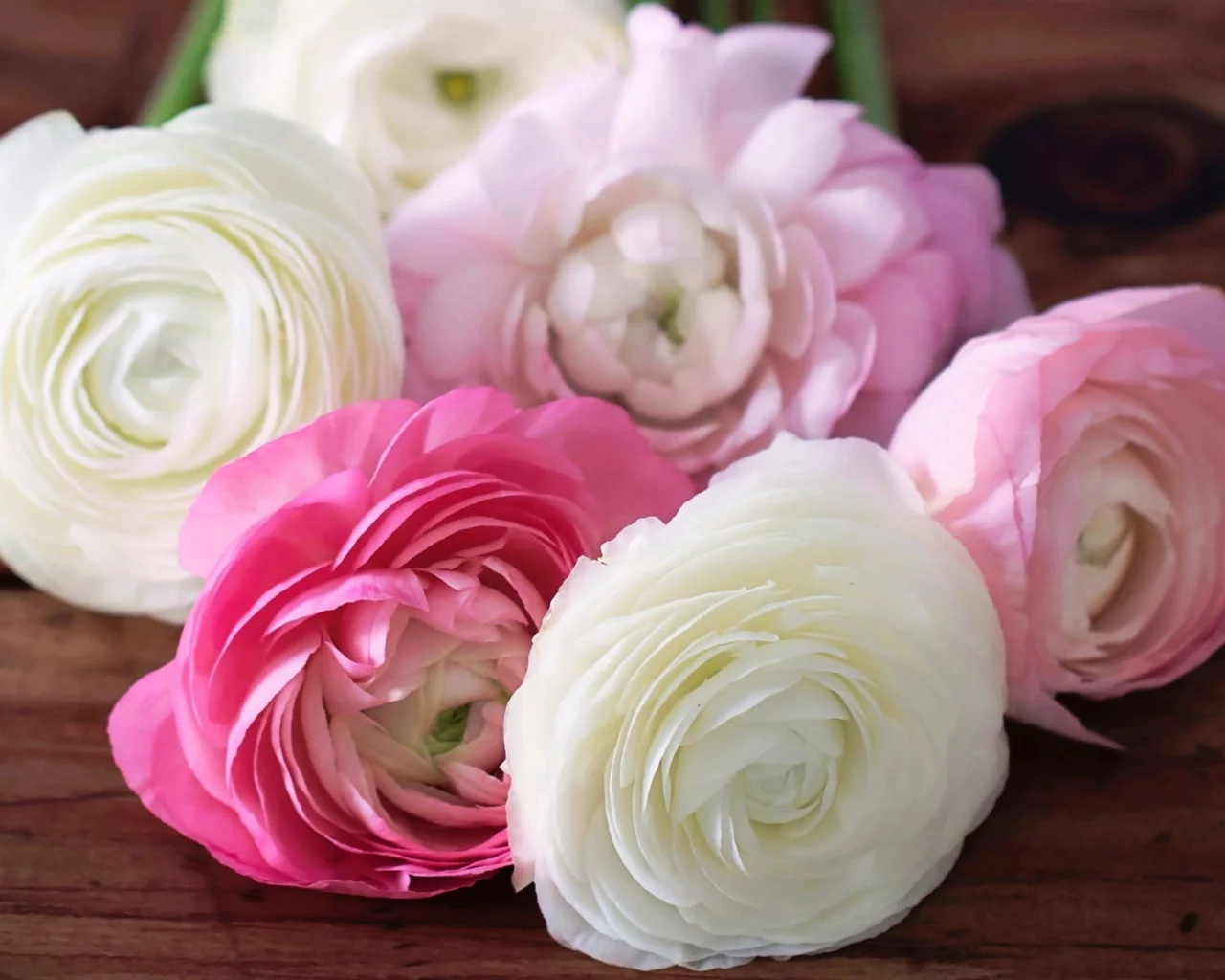 ranunculus, лепестки, цветы, белые, бутоны, розовые, лютики