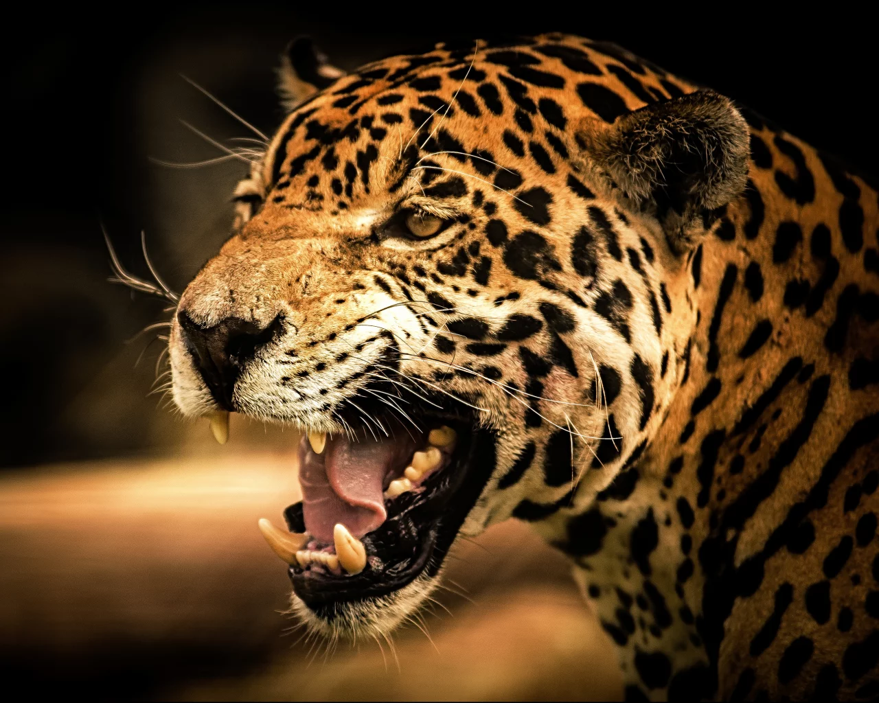 кошка, взгляд, predator, roar, view, cat, jaguar, дикая, рык, wild, ягуар