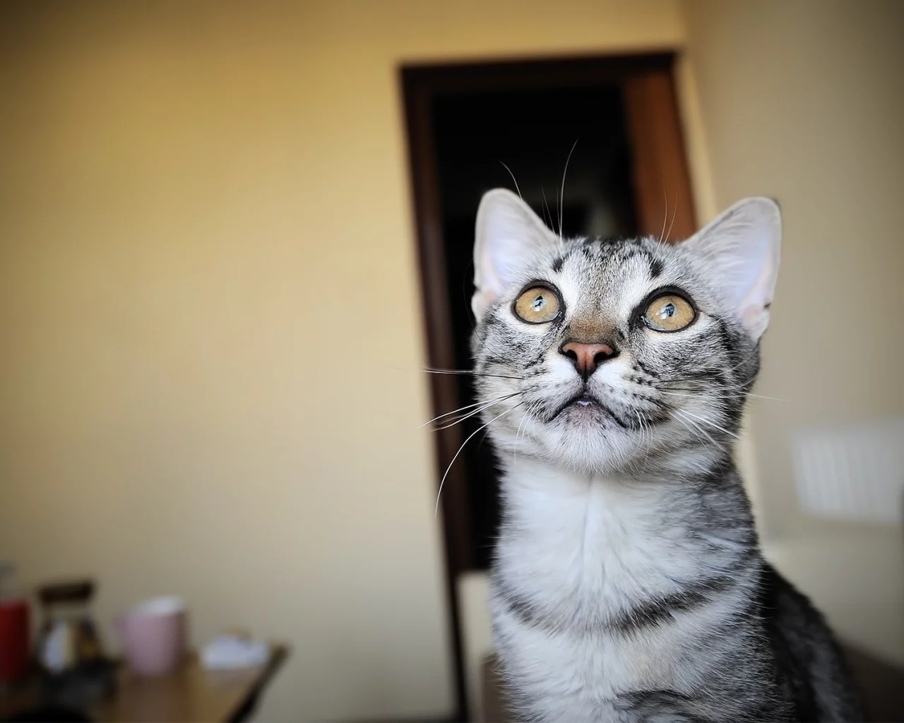 морда, wallpapers, обои, комната, кот, смотри, кошка, котэ