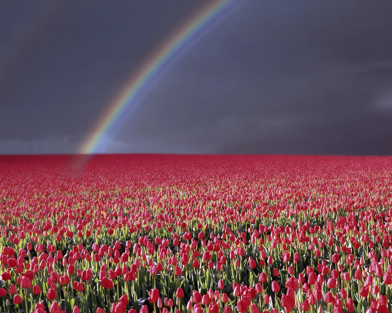 wallpapers, гроза, цветы, природа, небо, радуга, молния, пейзаж