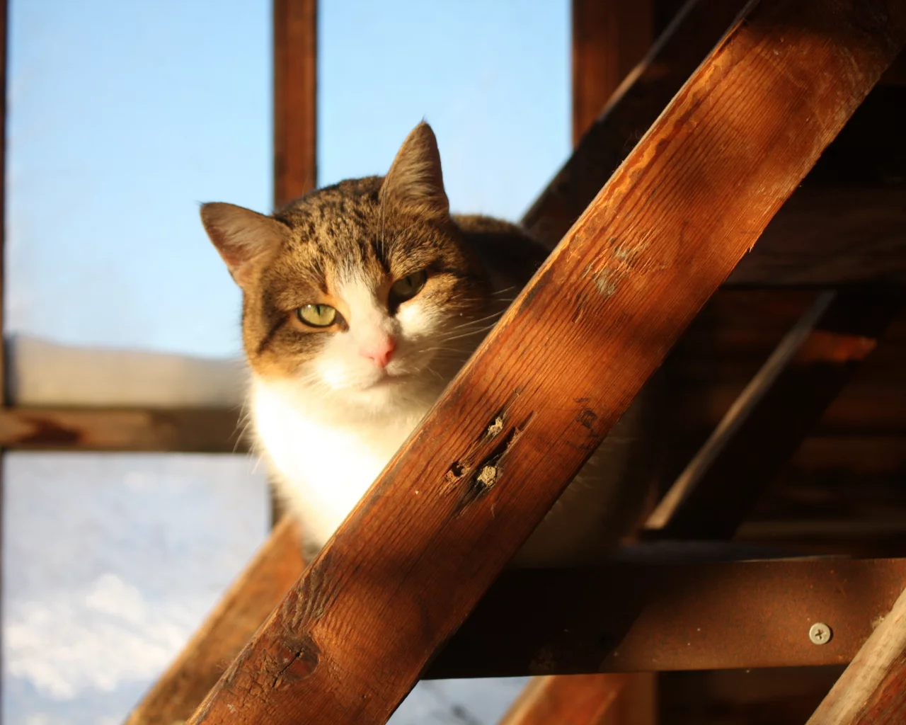 дом, деревня, кошка