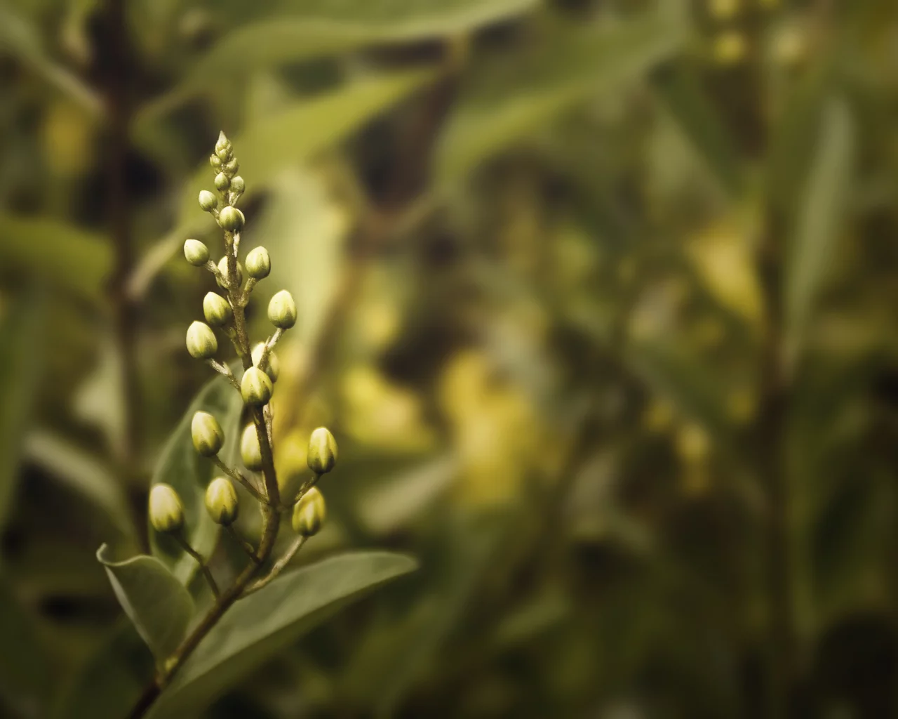 лавр, цветы, лавровый, flowers, бутоны, кустарник, макро