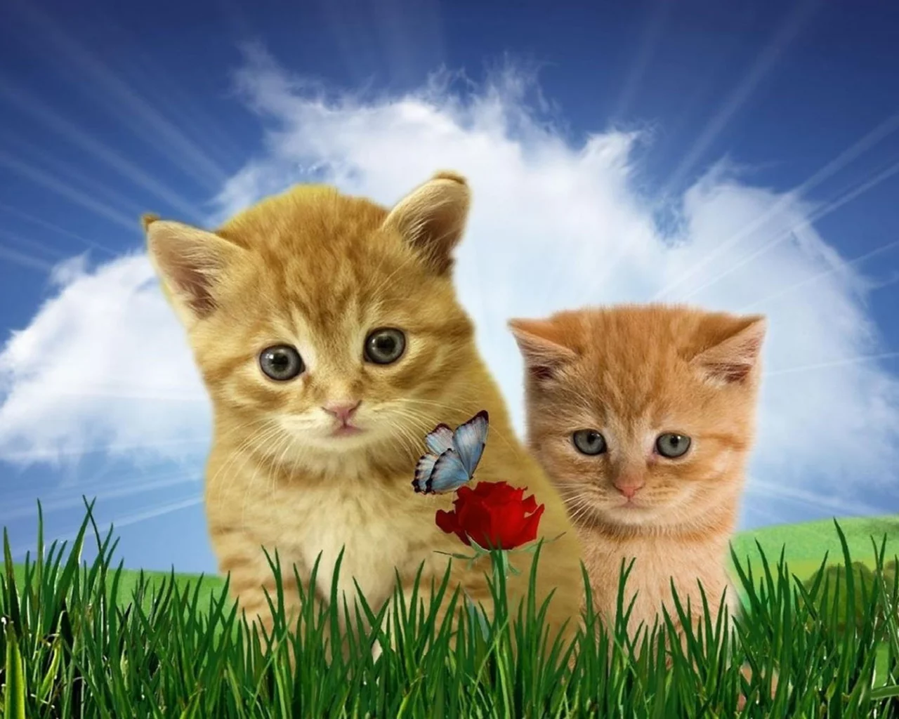 котята, животные, домашние животные