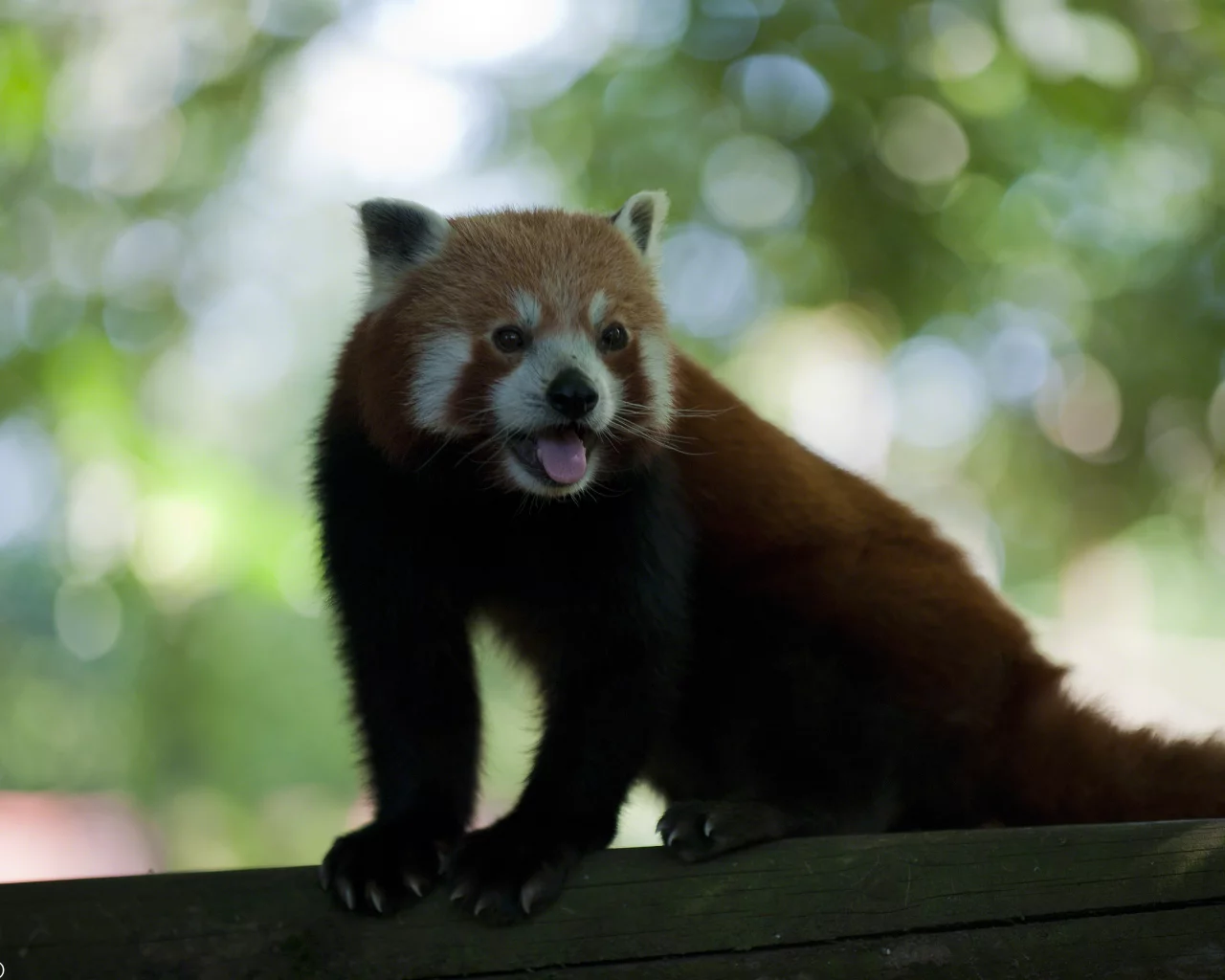 когти, язык, уши, мех, panda, усы, панда, хвост