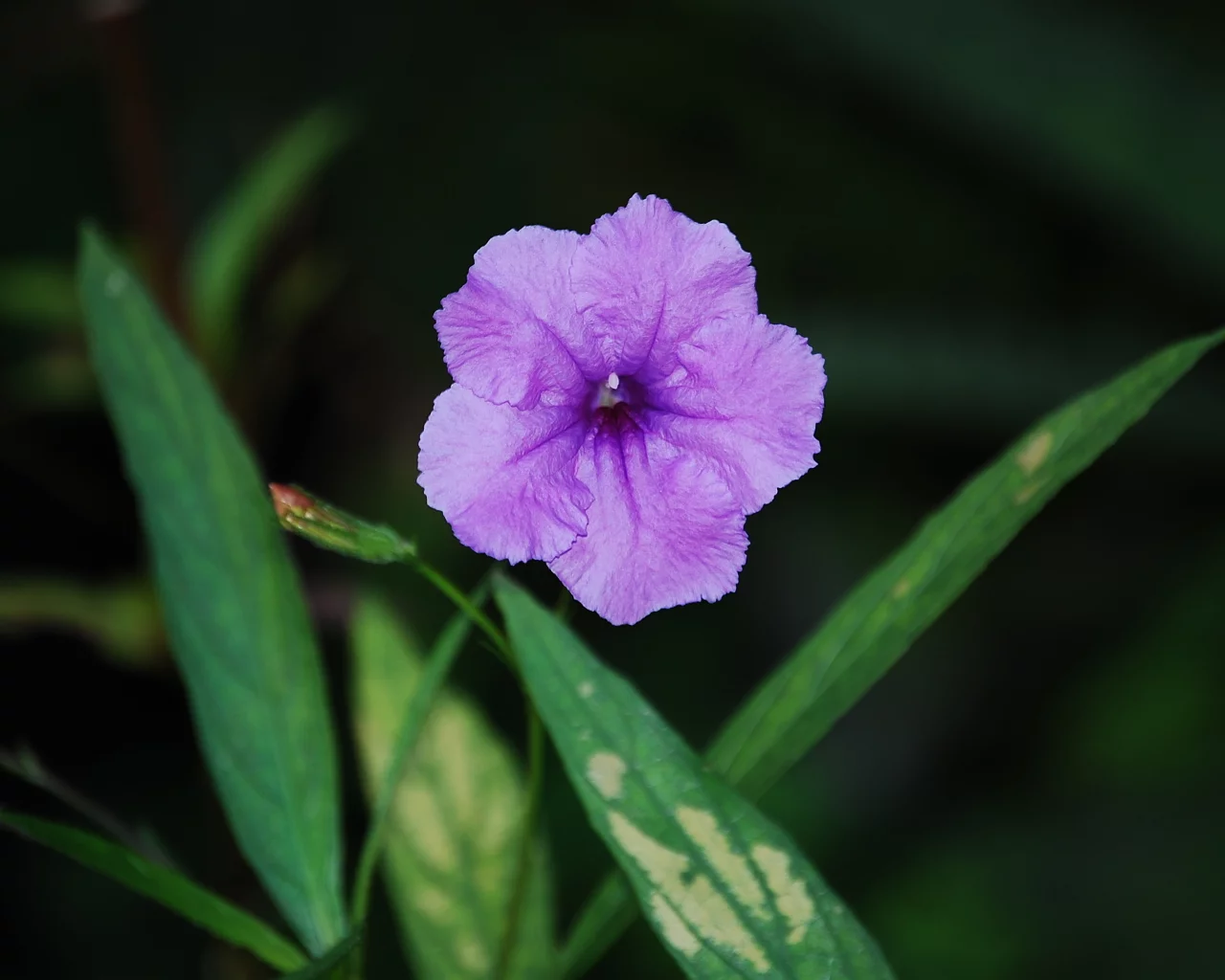зелень, color purple, листва