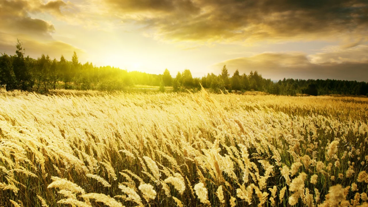 warm sunrise, пшеница, колоски, поле, рассвет, природа, золотые, небо
