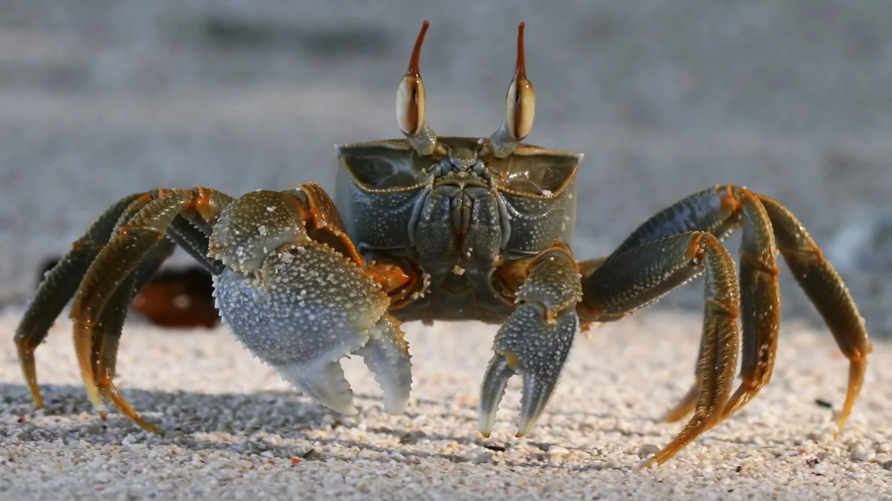 crab, песок, краб