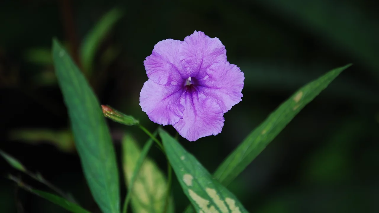 зелень, color purple, листва