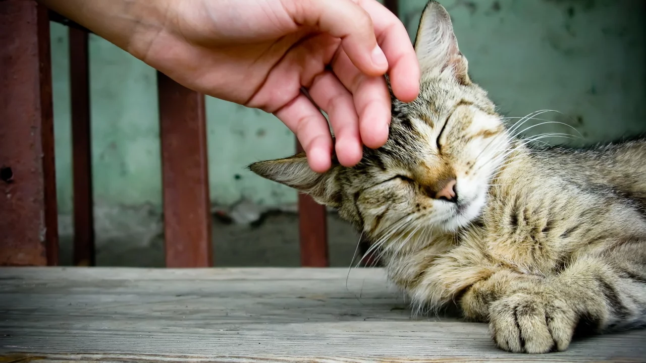 обои, ласка, кошка