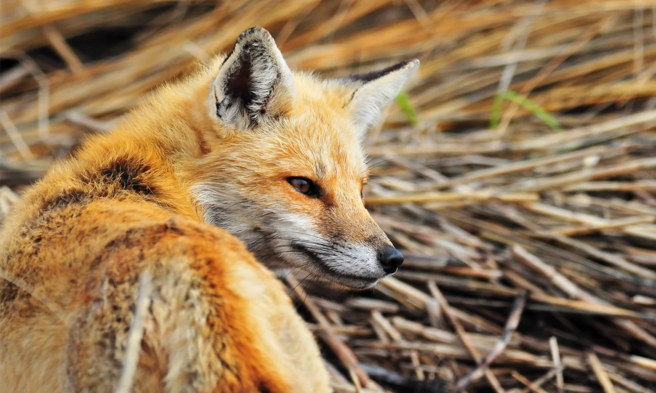 fox, firefox, рыжая лиса, хищник, лиса, взгляд, оранжевый