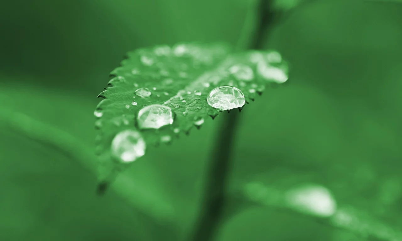 дождь, листок, зелень, лист, зеленый, макро, green, капли
