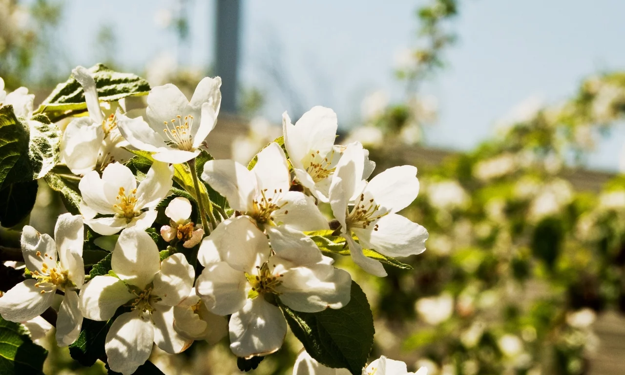 цветы, природа, лепестки, цветки, листья, flowers, растения, груша
