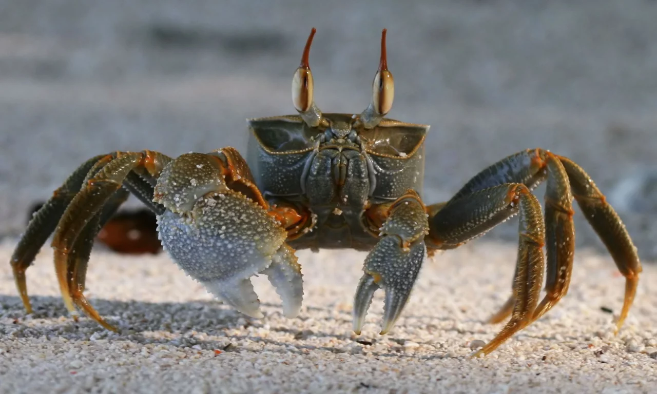 crab, песок, краб