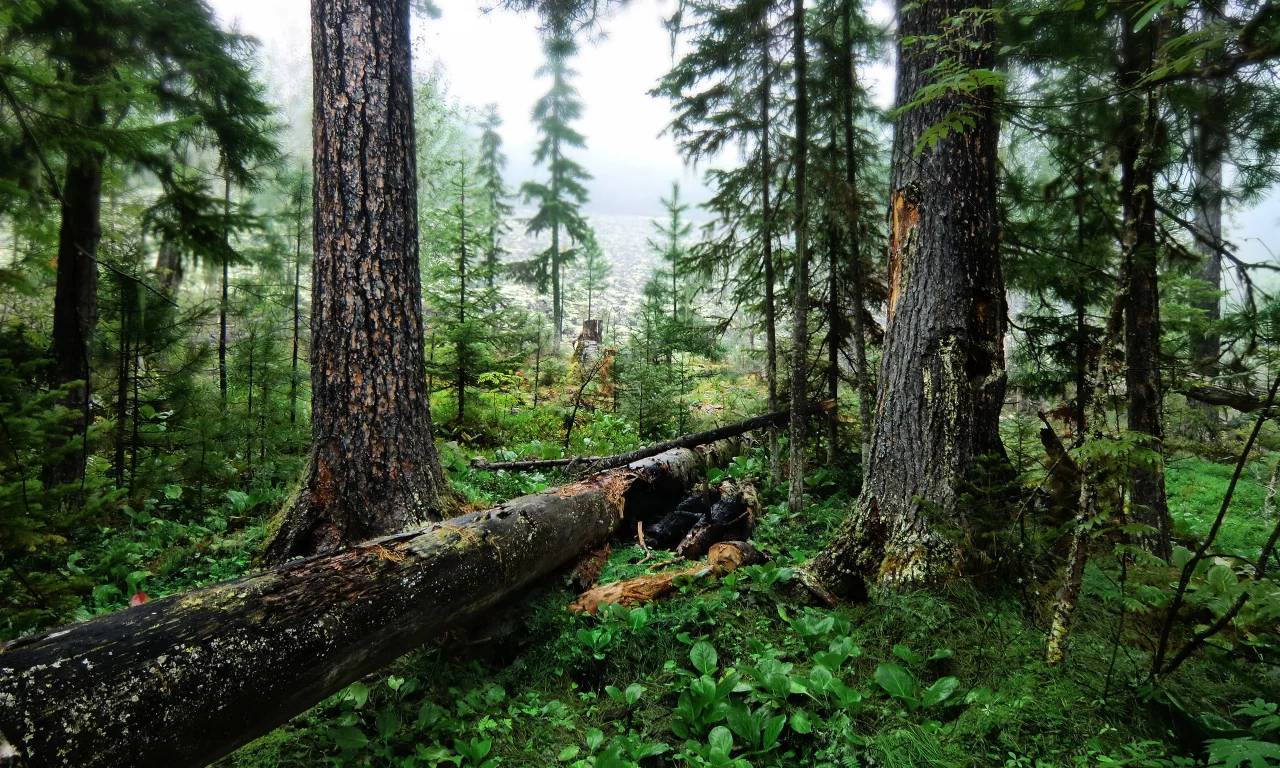 зелень, картинка, лес, природа, обои, фон, деревья, изображение, трава
