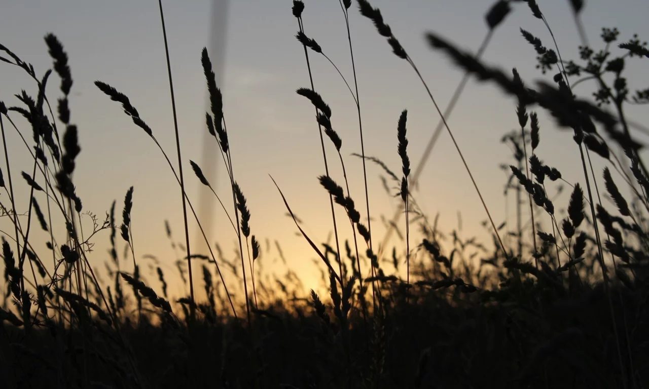 summer, поле, лето, колос, закат, растение, пейзаж, природа, поляна, макро