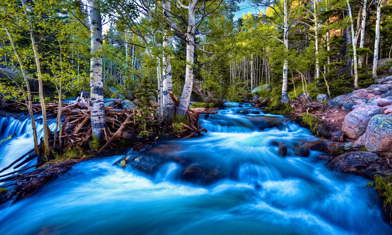 поток, лес, река, берёзки, природа