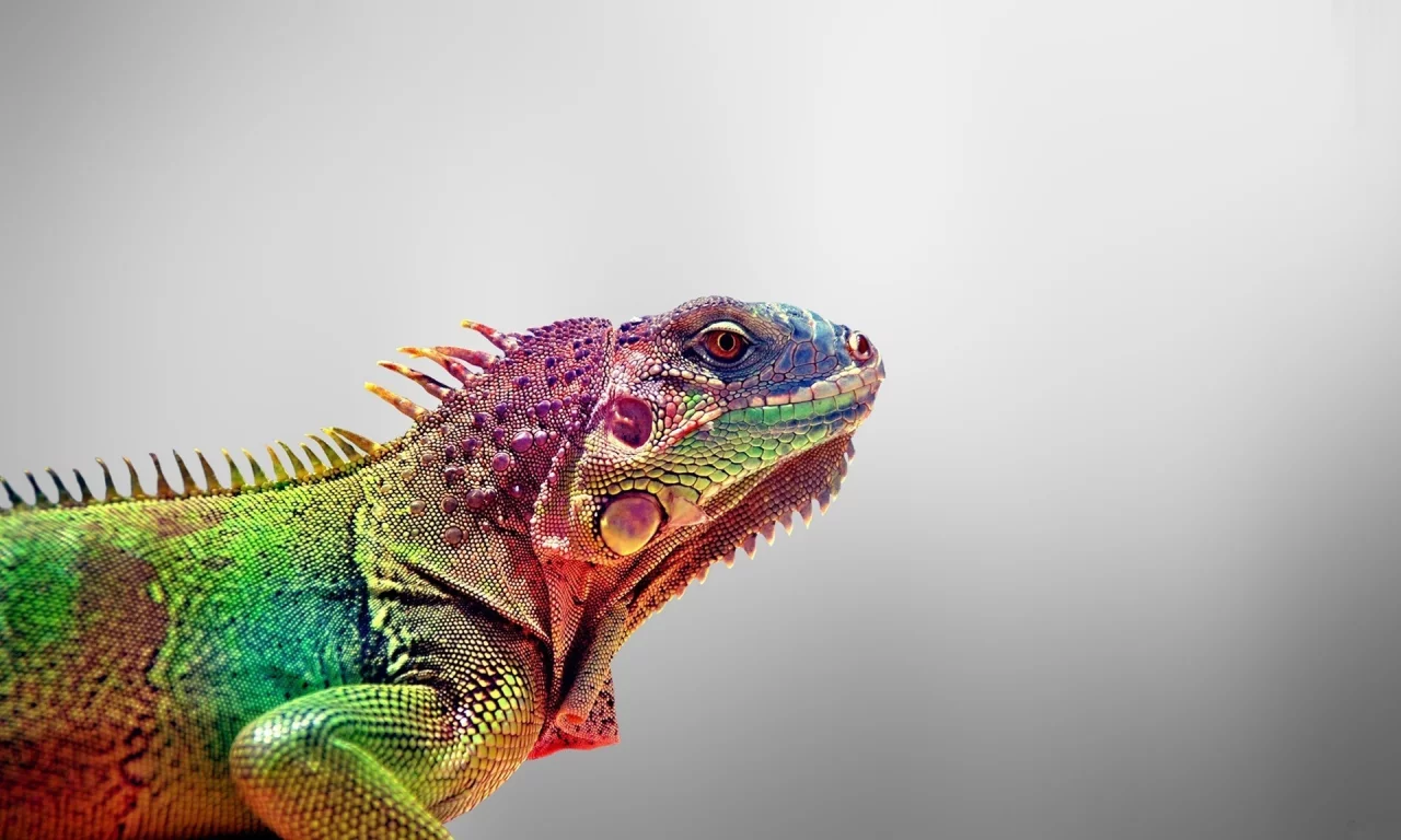 игауна, iguana, animals, ящерица, цвета