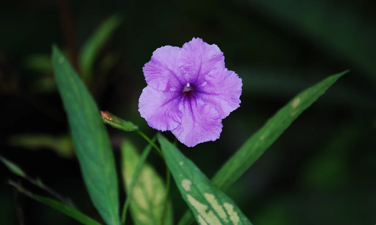 зелень, color purple, листва