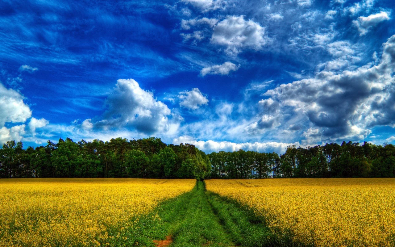 облака, трава, деревья, поле, лес, небо, цветы, дорога
