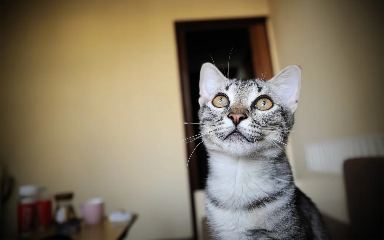 морда, wallpapers, обои, комната, кот, смотри, кошка, котэ