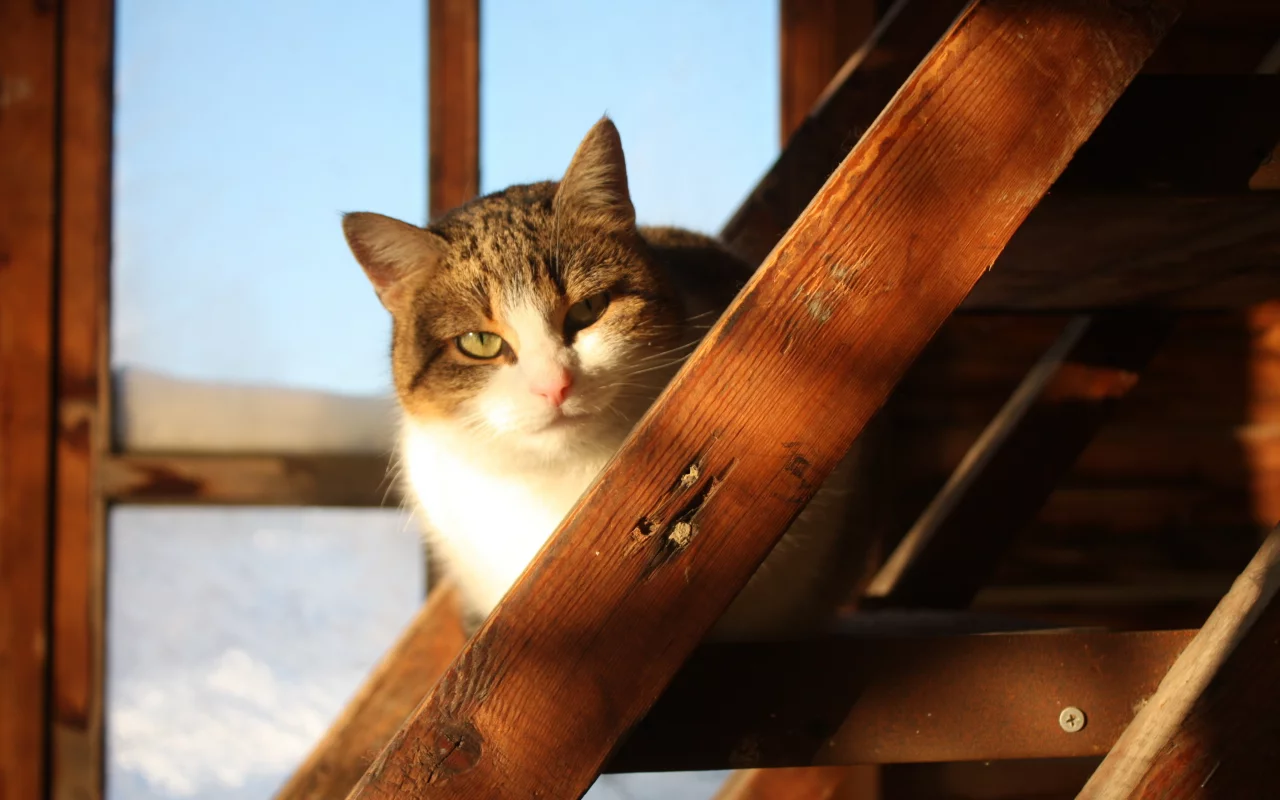 дом, деревня, кошка