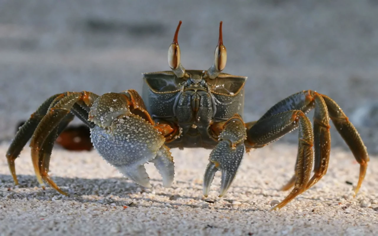 crab, песок, краб