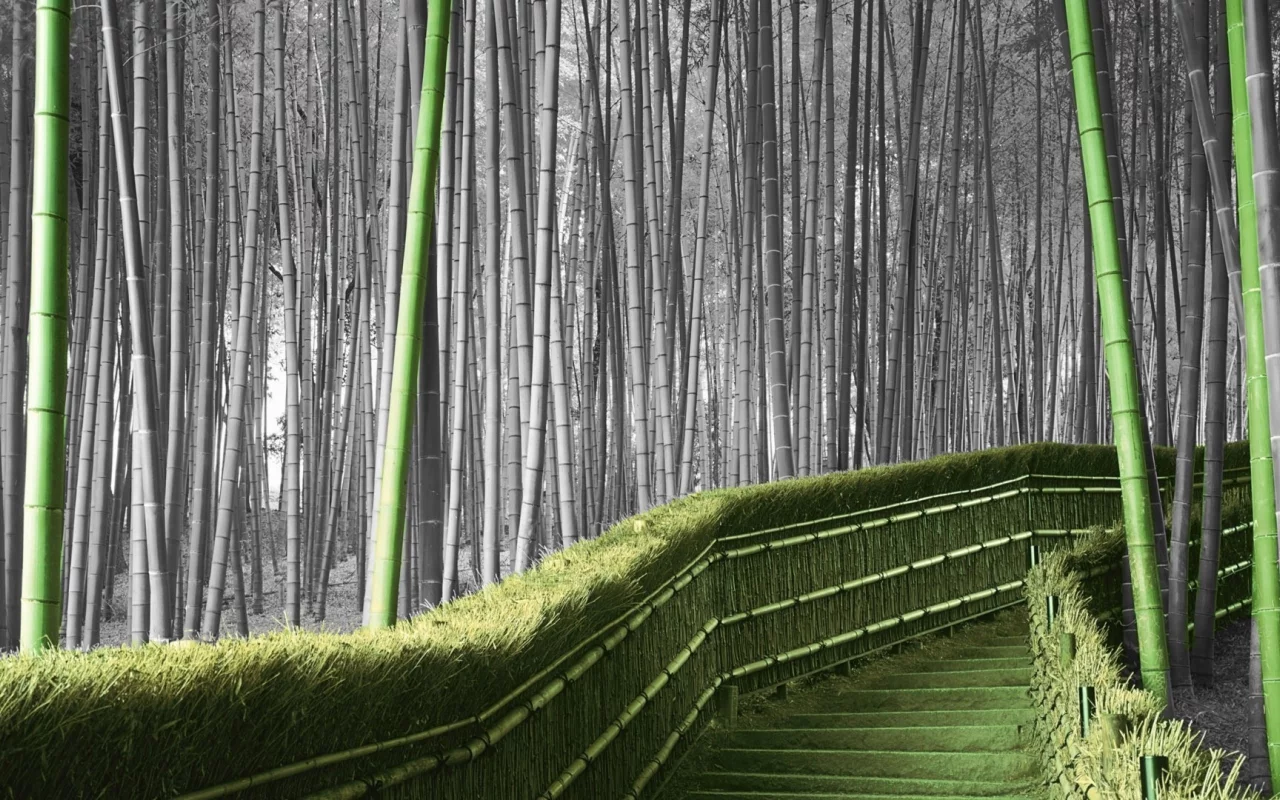 бамбук, лестница, цвет