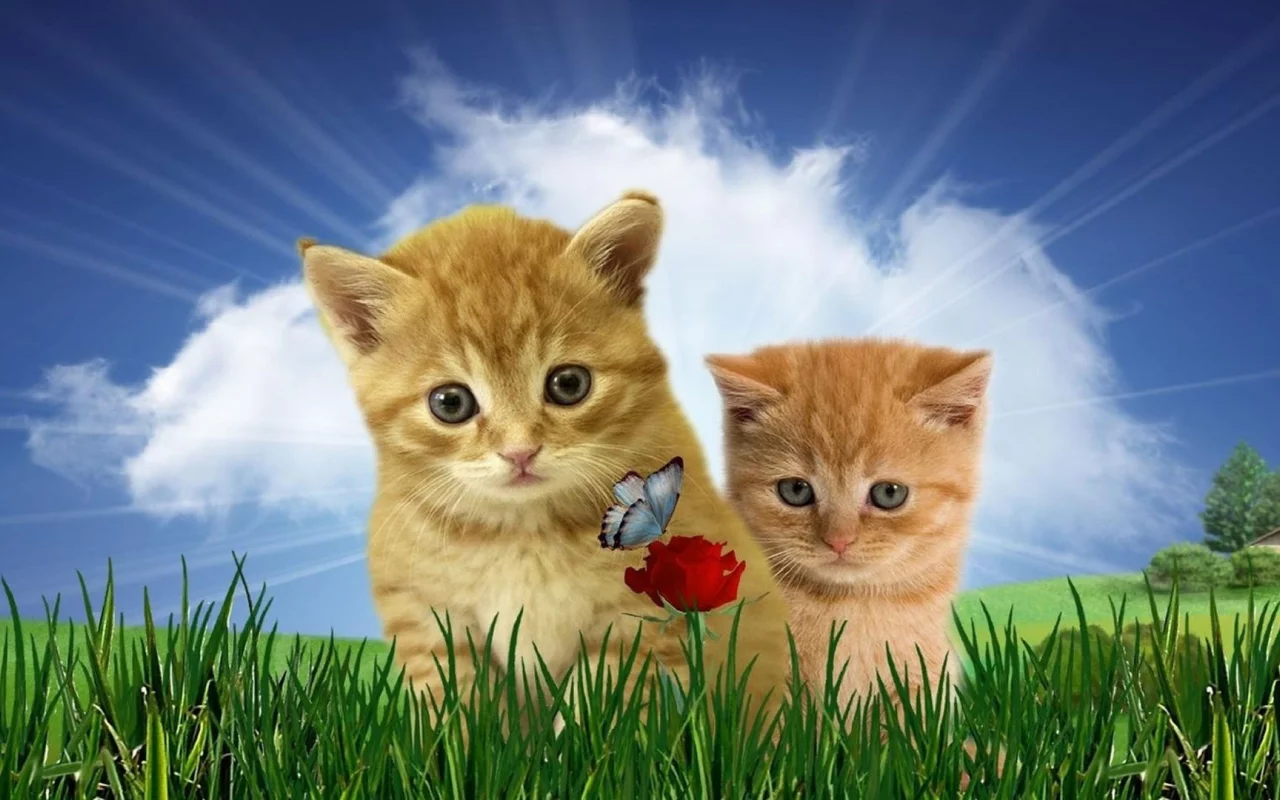 котята, животные, домашние животные