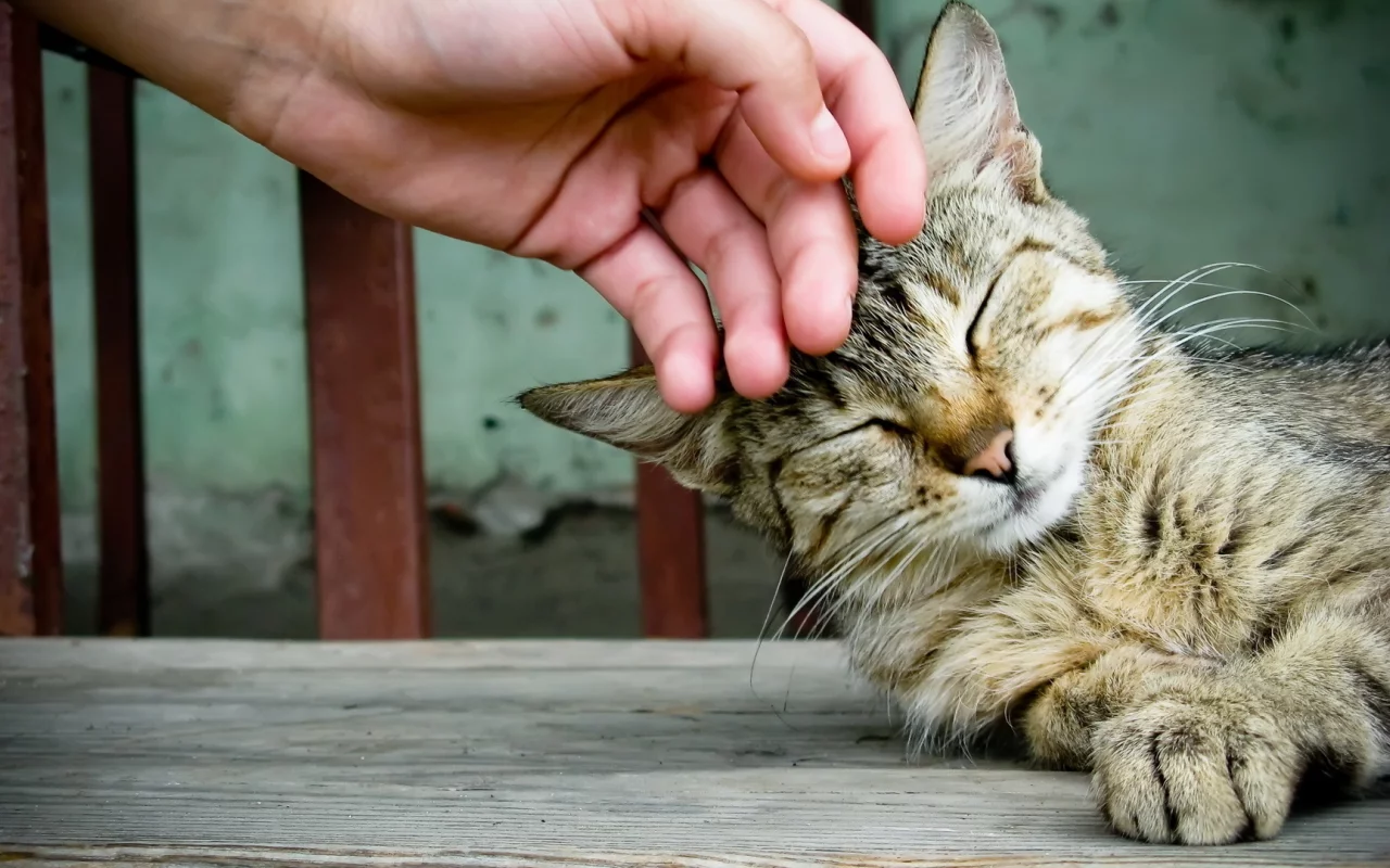 обои, ласка, кошка